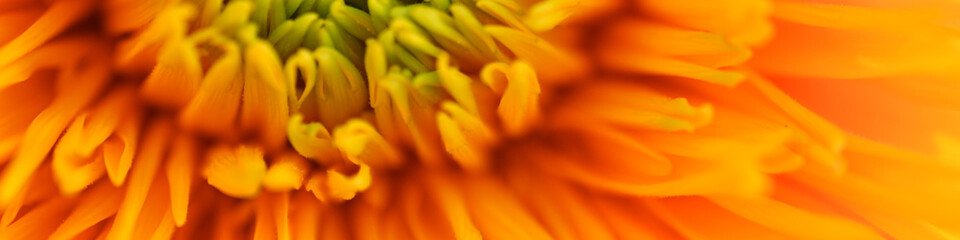 macro flower texture sunflower, Yellow sunflower flowers, sunflower flowers close-up, sunflower flowers on a green background, background, back, green part of a sunflower