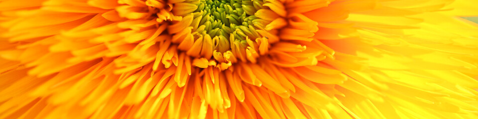 sunflower, yellow gradient, texture, flower texture, Yellow sunflower flowers, sunflower flowers close-up, sunflower flowers on a green background, background, back, green part of a sunflower