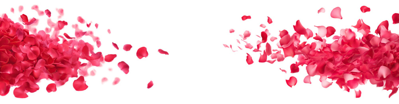Pink petals flying in the air, cut out