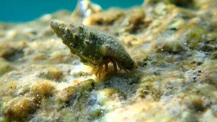 Cerith (Cerithium renovatum) shell with Mediterranean rocky shore hermit crab (Clibanarius...
