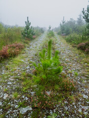 Old abandoned road with small fur tree growing in a middle. Fog in the background. Mystic nature scene. Calm mood.