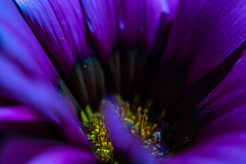 Close up of african daisy flowers