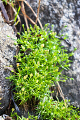Moss. Plants in the mountains. Travel to the mountains.