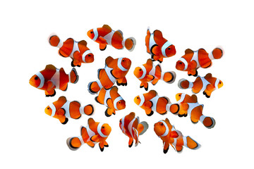 Anemone on isolated background, Group anemones fish on isoolaterd background, clown fish