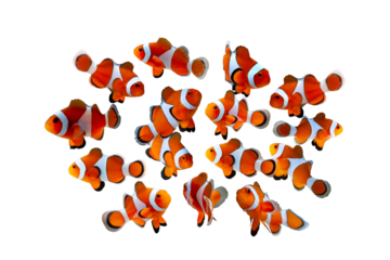 Anemone on isolated background, Group anemones fish on isoolaterd background, clown fish