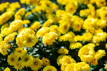 Close of yellow Chrysanthemums flowers