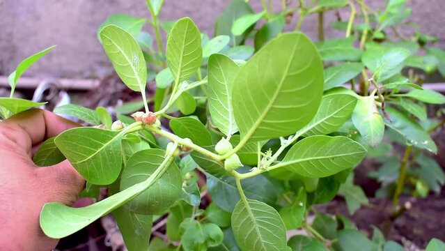 Immunity booster plant, Withania somnifera, known commonly as ashwagandha Its roots