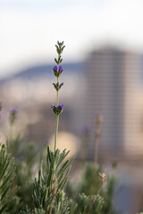 Blue lavender flowers in the city garden