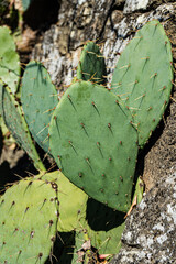 Opuntia cactus with fruits
