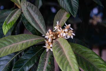 Blooming  of medlar tree