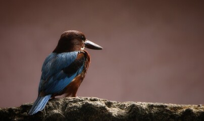 kingfisher on the branch