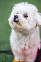 Cute white maltipoo puppy playing outdoor