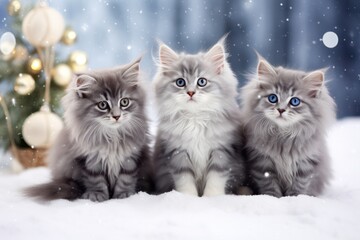 three cute gray kittens in winter sitting on snow with christmas tree behind