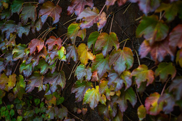 Wild grape plant with red and yellow leaves