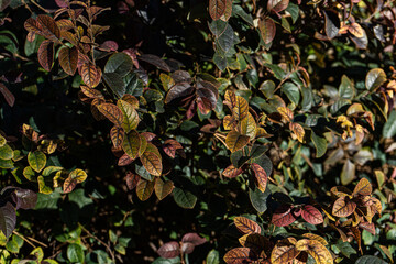 Park bush in the autumnal season