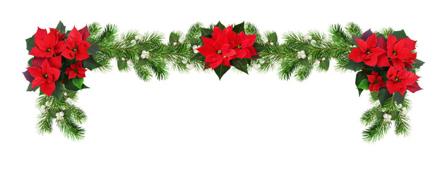 Red poinsettia flowers and green Christmas pine twigs with snowberries in a festive garland...