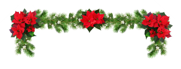 Red poinsettia flowers and green Christmas pine twigs with snowberries in a festive garland isolated on white or transparent background