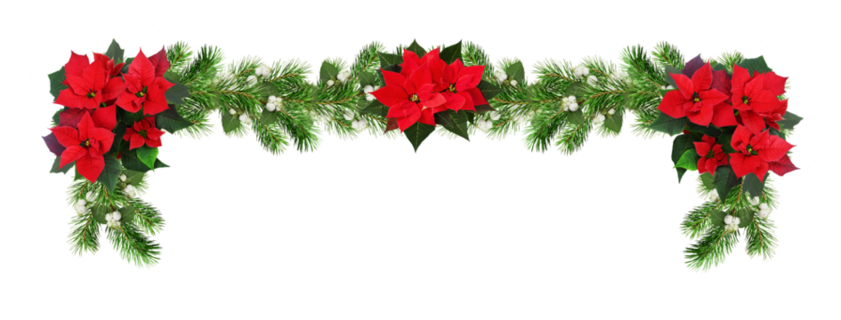 Red poinsettia flowers and green Christmas pine twigs with snowberries in a festive garland isolated on white or transparent background