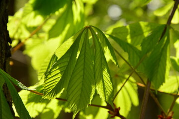 Licht und Schatten - Kastanienblätter