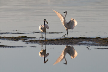 Threskiornis aethiopicus - African sacred ibis - Ibis sacré