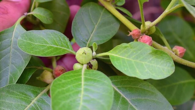 Immunity booster plant, Withania somnifera, known commonly as ashwagandha Its roots