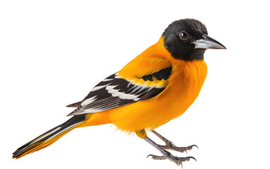 Baltimore Oriole Master Nest Weaver Isolated on a Transparent Background PNG.