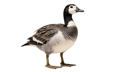 Barnacle Goose Elegant Bird Isolated on a Transparent Background PNG.