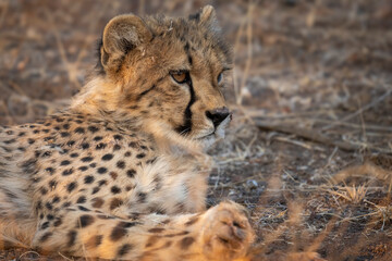 A young cheetah (Acinonyx jubatus) at Mashatu Game Reserve. Northern Tuli Game Reserve.  Botswana.