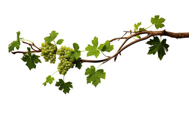 Vine Branch with Grape Leaves and Tendrils isolated on transparent Background