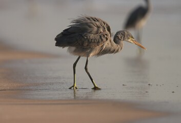 Grey bird on the beach. Animal background.