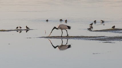 Threskiornis aethiopicus - African sacred ibis - Ibis sacré