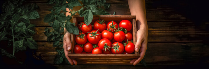 Male hands holding tomatoes in wooden box over the wooden table - obrazy, fototapety, plakaty