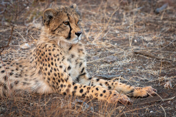 A young cheetah (Acinonyx jubatus) at Mashatu Game Reserve. Northern Tuli Game Reserve.  Botswana.