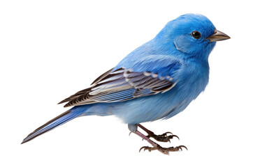 Indigo Bunting Vibrant Woodland Songster Isolated on a Transparent Background PNG.