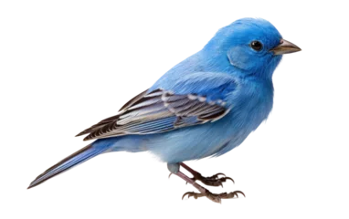  Indigo Bunting Vibrant Woodland Songster Isolated on a Transparent Background PNG. © Haider