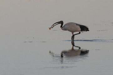 Threskiornis aethiopicus - African sacred ibis - Ibis sacré