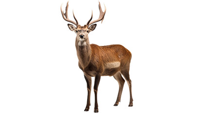 One deer. Isolated on Transparent background.