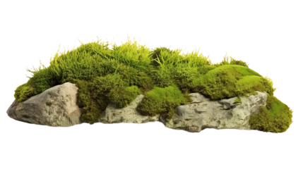 Green Moss Meadow on a rock. Side view. Isolated on Transparent background.	