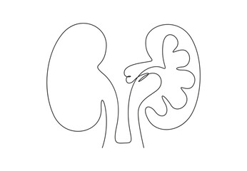 Continuous one line drawing of human kidneys. Isolated on white background vector illustration. Stock vector. 