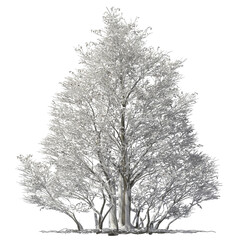 Obraz premium oregon alder tree covered with snow and ice winter hq arch viz cut out