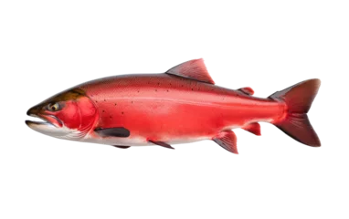 Foto op Aluminium Sockeye Salmon Determined Breeder Isolated on a Transparent Background PNG. © Haider