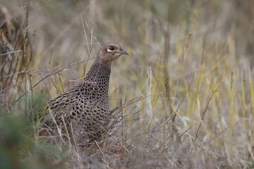 The green pheasant (Phasianus versicolor), also known as the Japanese green pheasant, is an omnivorous bird native to the Japanese archipelago, to which it is endemic.