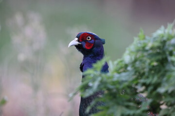 The green pheasant (Phasianus versicolor), also known as the Japanese green pheasant, is an omnivorous bird native to the Japanese archipelago, to which it is endemic.