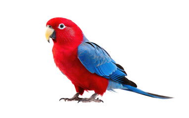 Crimson Rosella Scarlet Beauty Isolated on a Transparent Background PNG.