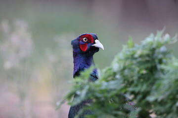 The green pheasant (Phasianus versicolor), also known as the Japanese green pheasant, is an...