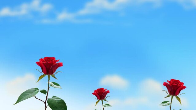 flowers Waving in Breeze
ideal for text and title screen animation