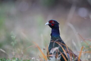 The green pheasant (Phasianus versicolor), also known as the Japanese green pheasant, is an omnivorous bird native to the Japanese archipelago, to which it is endemic.
