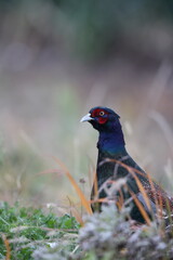 The green pheasant (Phasianus versicolor), also known as the Japanese green pheasant, is an omnivorous bird native to the Japanese archipelago, to which it is endemic.