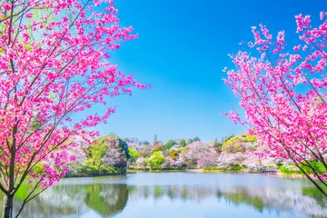 Fotobehang 桜の名所　神奈川県立三ツ池公園の春景色【神奈川県・横浜市】　 A famous place for cherry blossoms. Spring scenery in Mitsuike Park - Kanagawa, Japan © Naokita
