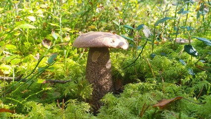 In the autumn, an edible mushroom - orange-cap boletus - grew in the forest near the trees on moss among grass, berry bushes and dry branches. Quiet, warm and sunny weather